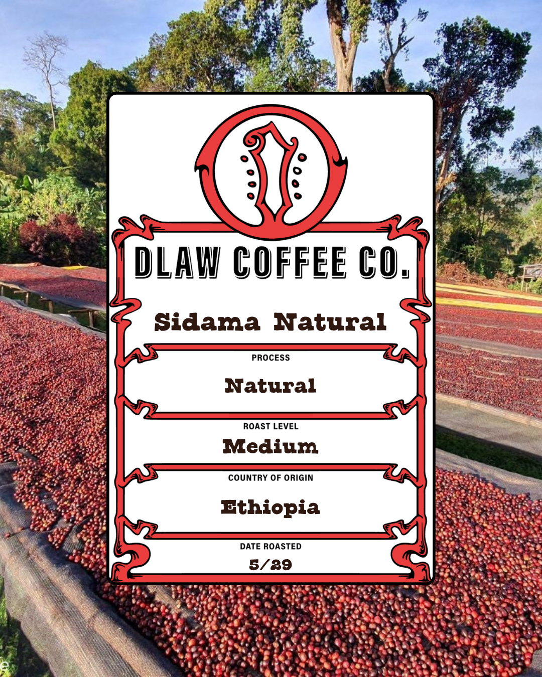 Ethiopia Sidama Natural Process - Medium Roast
